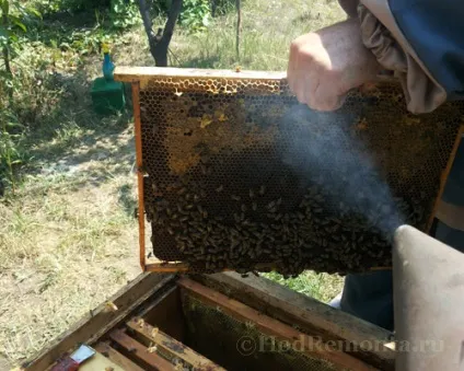 Як відкачати мед