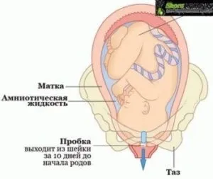Як відходить пробка перед пологами у первісток жінок (скільки відходить пробка перед пологами) Як відходить пробка перед пологами у первісток жінок