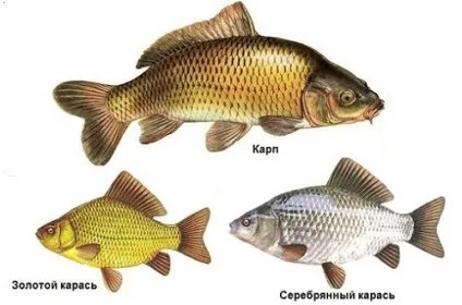 Як відрізнити коропа від карася за характерними зовнішніми ознаками