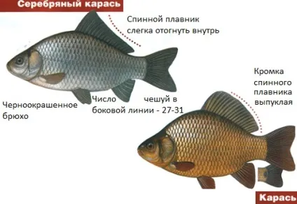Як відрізнити коропа від карася за характерними зовнішніми ознаками
