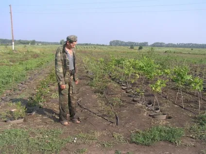 Як відкрити розплідник рослин для продажу саджанців (розплідник) Як відкрити розплідник рослин для продажу саджанців