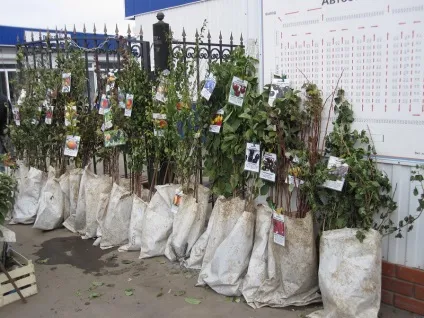 Як відкрити розплідник рослин для продажу саджанців (залежно наявного наявності) Як відкрити розплідник рослин для продажу саджанців