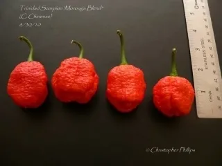 Який перець самий гострий