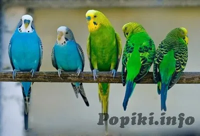 Який вид папуг найбільш вам підходить - Попіки (саме) Який вид папуг найбільш вам підходить - Попіки