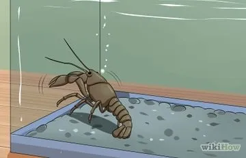 Як полагодити потекшіе акваріум (акваріум) Як полагодити потекшіе акваріум
