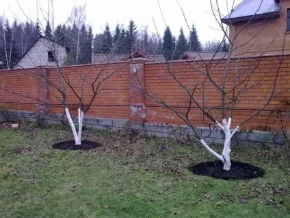 Як підготувати плодові дерева до зими