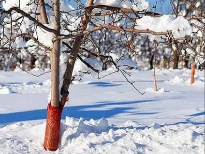 Як підготувати плодові дерева до зими