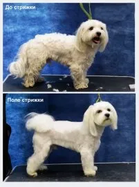 Як підстригти мальтійську болонку