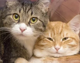 Як подружити двох котів - докладні рекомендації, кіт і кішка (котів) Як подружити двох котів - докладні рекомендації, кіт і кішка