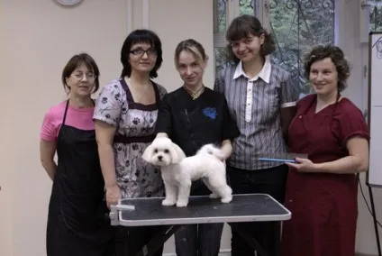Як підстригти мальтійську болонку