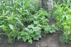 Як посадити огірки по кукурудзі (кукурудзі) Як посадити огірки по кукурудзі