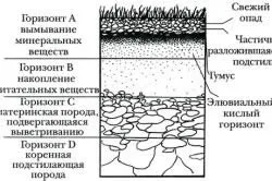 Як побудувати ставок на ділянці своїми руками