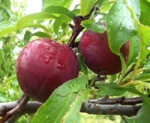 Як посадити глід