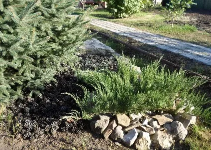 Як посадити ялівець - інструкція з фото (ялівець) Як посадити ялівець - інструкція з фото