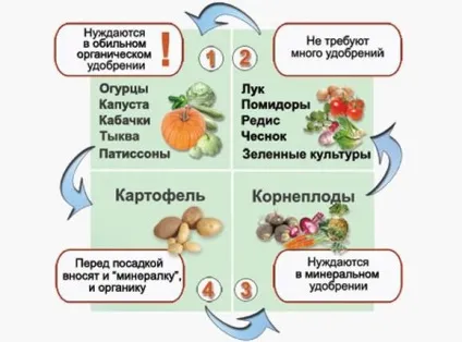 Як посадити огірки по кукурудзі (посадити) Як посадити огірки по кукурудзі
