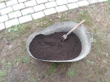 Як посадити ялівець - інструкція з фото (ялівець) Як посадити ялівець - інструкція з фото