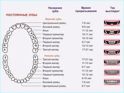 Міфи і правда про молочних зубах (молочних) Міфи і правда про молочних зубах