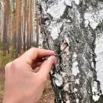 Як правильно збирати березовий сік фото і відео інструкція по збору (як збирати березовий сік) Як правильно збирати березовий сік фото і відео інструкція по збору
