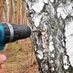 Як правильно збирати березовий сік фото і відео інструкція по збору (як правильно збирати березовий сік) Як правильно збирати березовий сік фото і відео інструкція по збору