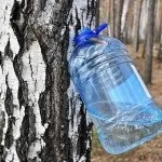 Як правильно збирати березовий сік фото і відео інструкція по збору (правильно) Як правильно збирати березовий сік фото і відео інструкція по збору