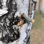 Як правильно збирати березовий сік фото і відео інструкція по збору (як збирати березовий сік) Як правильно збирати березовий сік фото і відео інструкція по збору