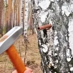 Як правильно збирати березовий сік фото і відео інструкція по збору (як правильно збирати березовий сік) Як правильно збирати березовий сік фото і відео інструкція по збору