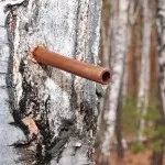 Як правильно збирати березовий сік фото і відео інструкція по збору (як збирати березовий сік) Як правильно збирати березовий сік фото і відео інструкція по збору
