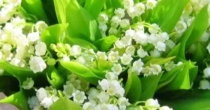 Як правильно садити конвалії інструкція (садити) Як правильно садити конвалії інструкція