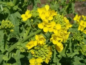Як правильно садити гірчицю для удобрення грунту особливості (добрива) Як правильно садити гірчицю для удобрення грунту особливості