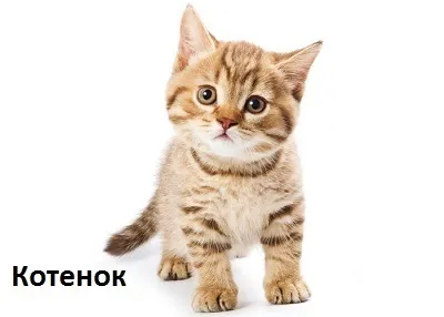 Як правильно писати слово кошеня або катёнок (кошеня) Як правильно писати слово кошеня або катёнок
