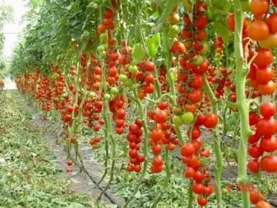 Як правильно пасинкувати болгарський перець