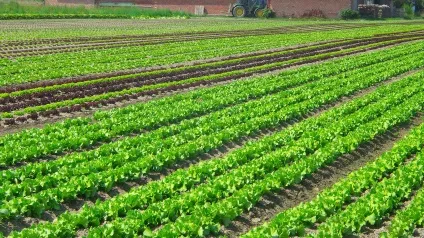 Як правильно садити і вирощувати картоплю