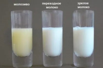 Як правильно зціджувати грудне молоко руками або молокоотсосом для зберігання (фото і відео) (правильно) Як правильно зціджувати грудне молоко руками або молокоотсосом для зберігання (фото і відео)