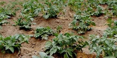 Як правильно вирощувати картоплю на грядці відповіді експертів (картопля) Як правильно вирощувати картоплю на грядці відповіді експертів