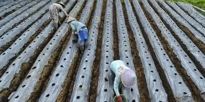 Як правильно вирощувати картоплю на грядці відповіді експертів (картопля) Як правильно вирощувати картоплю на грядці відповіді експертів