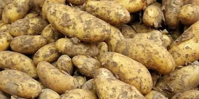Як правильно вирощувати картоплю на грядці відповіді експертів (картопля) Як правильно вирощувати картоплю на грядці відповіді експертів
