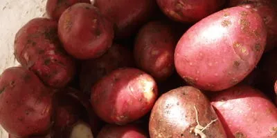 Як правильно вирощувати картоплю на грядці відповіді експертів (отримання високих врожаїв) Як правильно вирощувати картоплю на грядці відповіді експертів