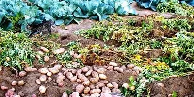 Як правильно вирощувати картоплю на грядці відповіді експертів (картопля) Як правильно вирощувати картоплю на грядці відповіді експертів