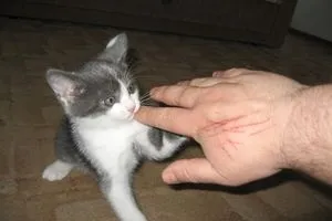 Як привчити кошеня до рук, кішки, коти і кошенята - мишок немає! (Коти) Як привчити кошеня до рук, кішки, коти і кошенята - мишок немає!