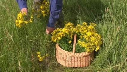 Як приготувати звіробійне масло в домашніх умовах (домашніх) Як приготувати звіробійне масло в домашніх умовах