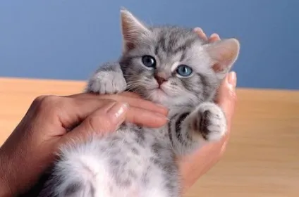Як привчити кошеня до рук, кішки, коти і кошенята - мишок немає! (Коти) Як привчити кошеня до рук, кішки, коти і кошенята - мишок немає!