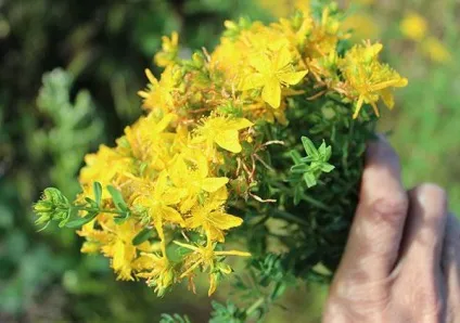 Як приготувати звіробійне масло в домашніх умовах (приготувати) Як приготувати звіробійне масло в домашніх умовах