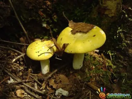 Як приготувати сироїжки