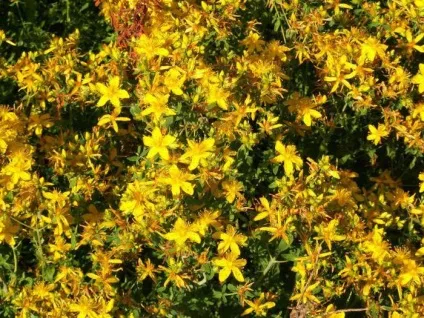 Як приготувати звіробійне масло в домашніх умовах (масло) Як приготувати звіробійне масло в домашніх умовах