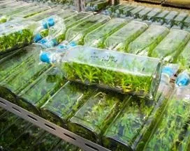 Як розмножувати орхідеї