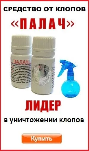 Як розмножуються блохи і скільки живуть, фото яєць і личинок (блохи) Як розмножуються блохи і скільки живуть, фото яєць і личинок