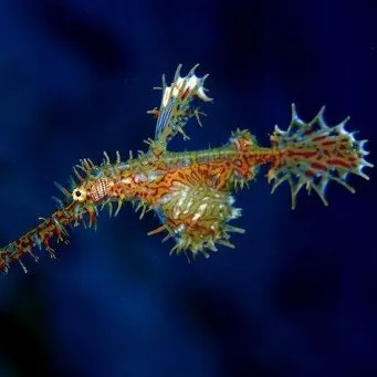 Як розмножуються морські коники, розмноження морських ковзанів (морські) Як розмножуються морські коники, розмноження морських коників