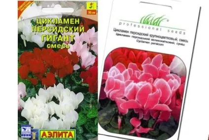 Як розмножити і виростити цикламен з насіння розмноження листом, посадка насінням, як посадити