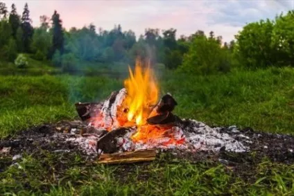 Як розмножується іван-чай, розмноження зніту насінням і корінням (розмноження) Як розмножується іван-чай, розмноження зніту насінням і корінням