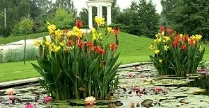 Як садити і доглядати за каннами